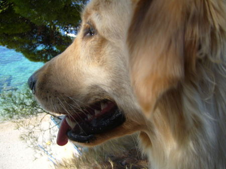 Golden Retriever Mira in Kroatien