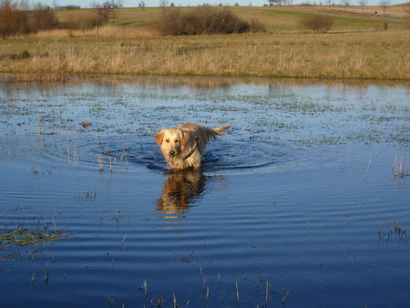 Golden Retriever Mira