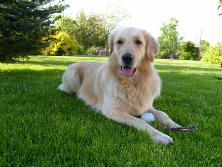 Golden Retriever Mira 2 J.