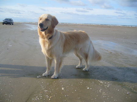 Golden Retriever DänemarkUrlaub´08