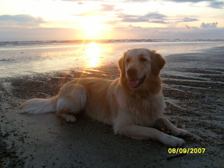 Golden Retriever Urlaub´08