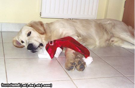 Golden Retriever Merlin-Weihnachten ist vorbei.....