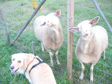 Golden Retriever Verwandschaft treffen