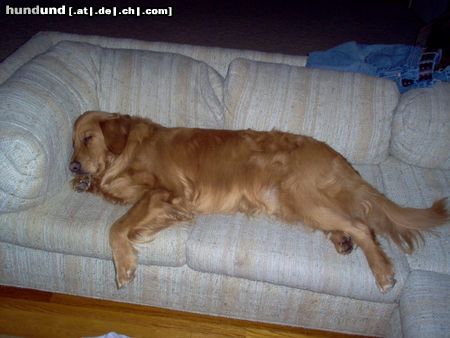 Golden Retriever Brodie der Kanadier