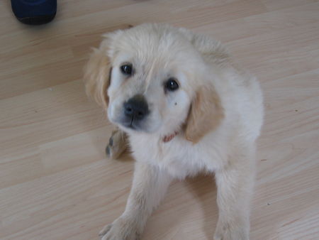 Golden Retriever Selina 8 Wochen Alt