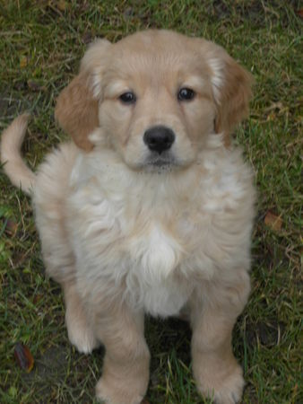 Golden Retriever Selly vom Salzkammergut