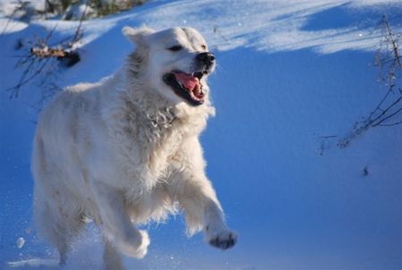 Golden Retriever Danny Dancer Schneesprint