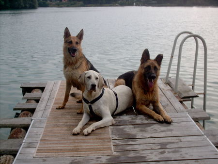 Golden Retriever friends