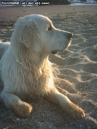 Golden Retriever Nico an der Playa