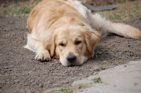 Golden Retriever Spiel mit mir 