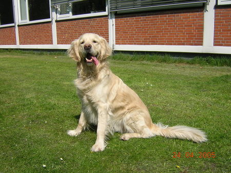 Golden Retriever Monty 