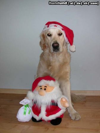 Golden Retriever Fröhliche Weihnachten!