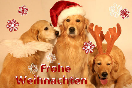 Golden Retriever Die drei Weihnachtshunde