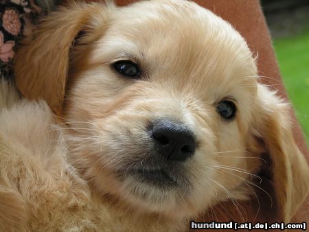 Golden Retriever Welpe 5 Wochen von der Haslacher Au