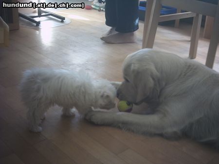 Golden Retriever Malteserwelpe Wuschel auf Besuch bei Nico