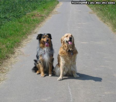 Golden Retriever Sandy + Jasper