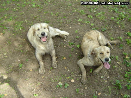 Golden Retriever Sind wir nicht Hübsch?