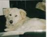 Golden Retriever Balou (2004)