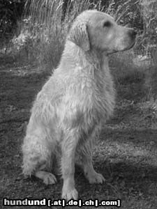 Golden Retriever Albin vom Weidenweg 