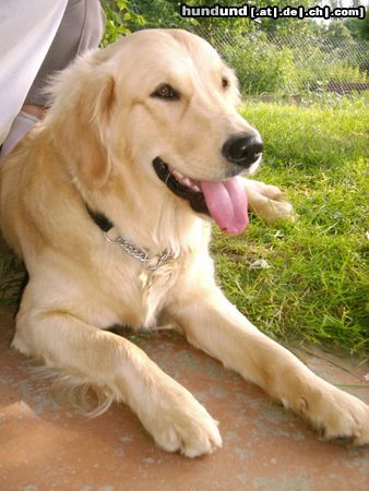 Golden Retriever Cora - 1 Jahr