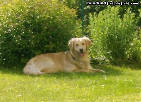 Golden Retriever Cora - 1 Jahr