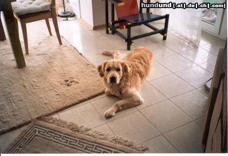 Golden Retriever unser Ben aus Marburg