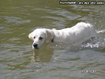 Golden Retriever so eine wasserratte