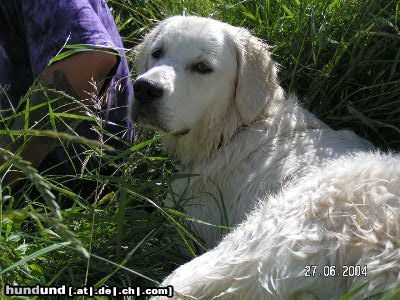 Golden Retriever mit herrchen im gras