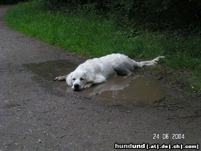 Golden Retriever auch ein schlammbad macht spass