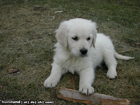 Golden Retriever bobby