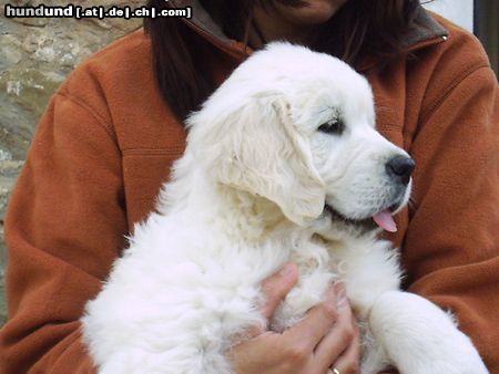 Golden Retriever puppy