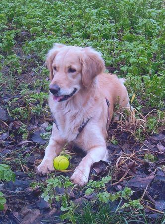 Golden Retriever Meine Cora Maus 01/05