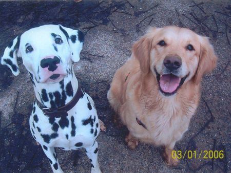 Golden Retriever Cora (rechts) & Spikey (beide 2)