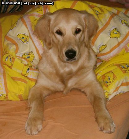 Golden Retriever Cora - 9 Monate