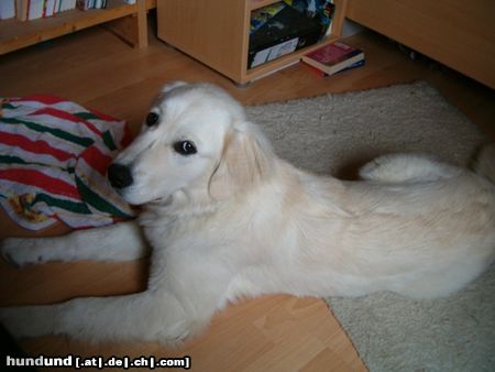 Golden Retriever Cora mit ca.6 Monaten vor meinem Bett