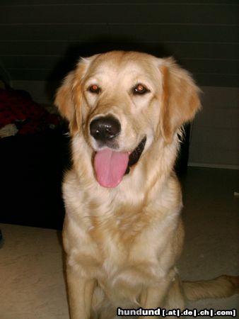 Golden Retriever Cora