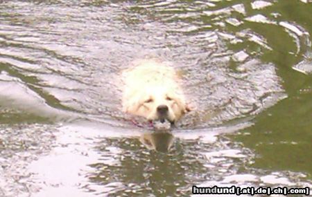 Golden Retriever Cora beim Schwimmen (11 Mon.)