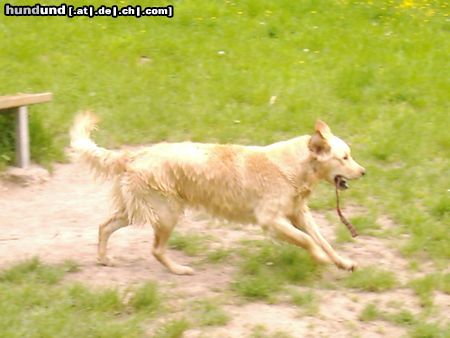 Golden Retriever Cora  (11 Mon.)