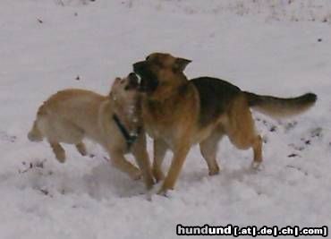 Golden Retriever Cora + Ferros