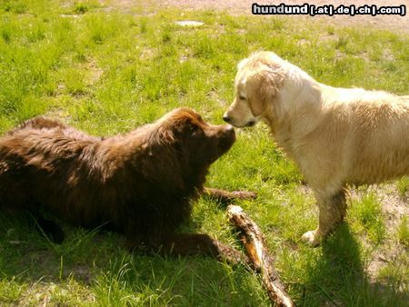 Golden Retriever Cora und Lulu...HEY DAS IST MEINER!!! ;-))