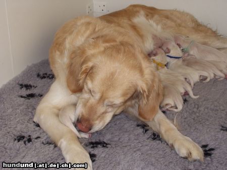 Golden Retriever teddy`s mama Cyra