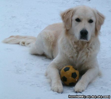 Golden Retriever Cora im Feb. mit ca. 14 Monaten