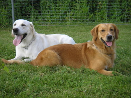 Golden Retriever Einstein - Jenny