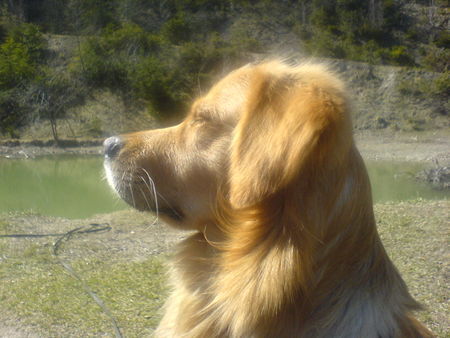 Golden Retriever Paul