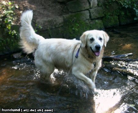 Golden Retriever happy Dusty