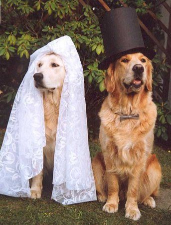 Golden Retriever Nun sag schon endlich 