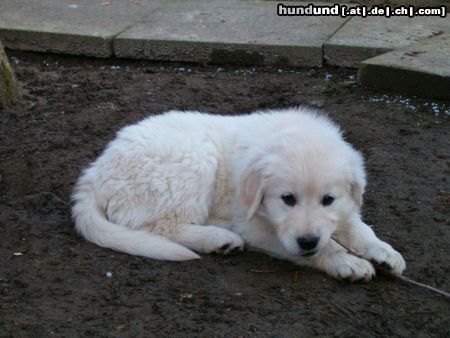 Golden Retriever Cora mit ca. 9/10 Wochen