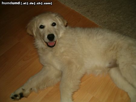 Golden Retriever Cora mit ca. 15/16 Woche