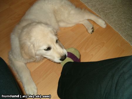 Golden Retriever Cora mit ca. 15/16 Wochen - mein Socken muss wieder leiden XD