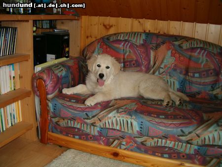 Golden Retriever Cora mit ca. 15/16 Wochen - machts sich mal wieder auf meinem Sofa bequem ;D